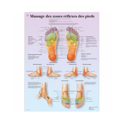 Anatomical Chart - Foot Reflex Zone Massage - 3B Scientific