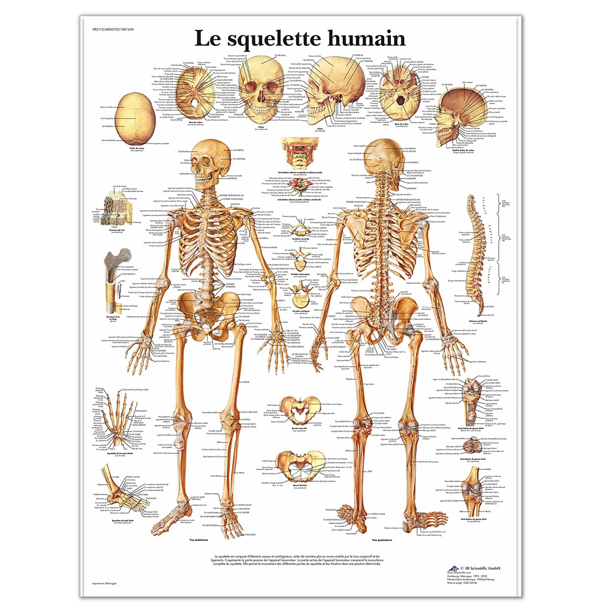 Planche Anatomique 3B Scientific Main Et Poignet - Anatomie Et Pathologie En Allemand Format 50x67 Cm
