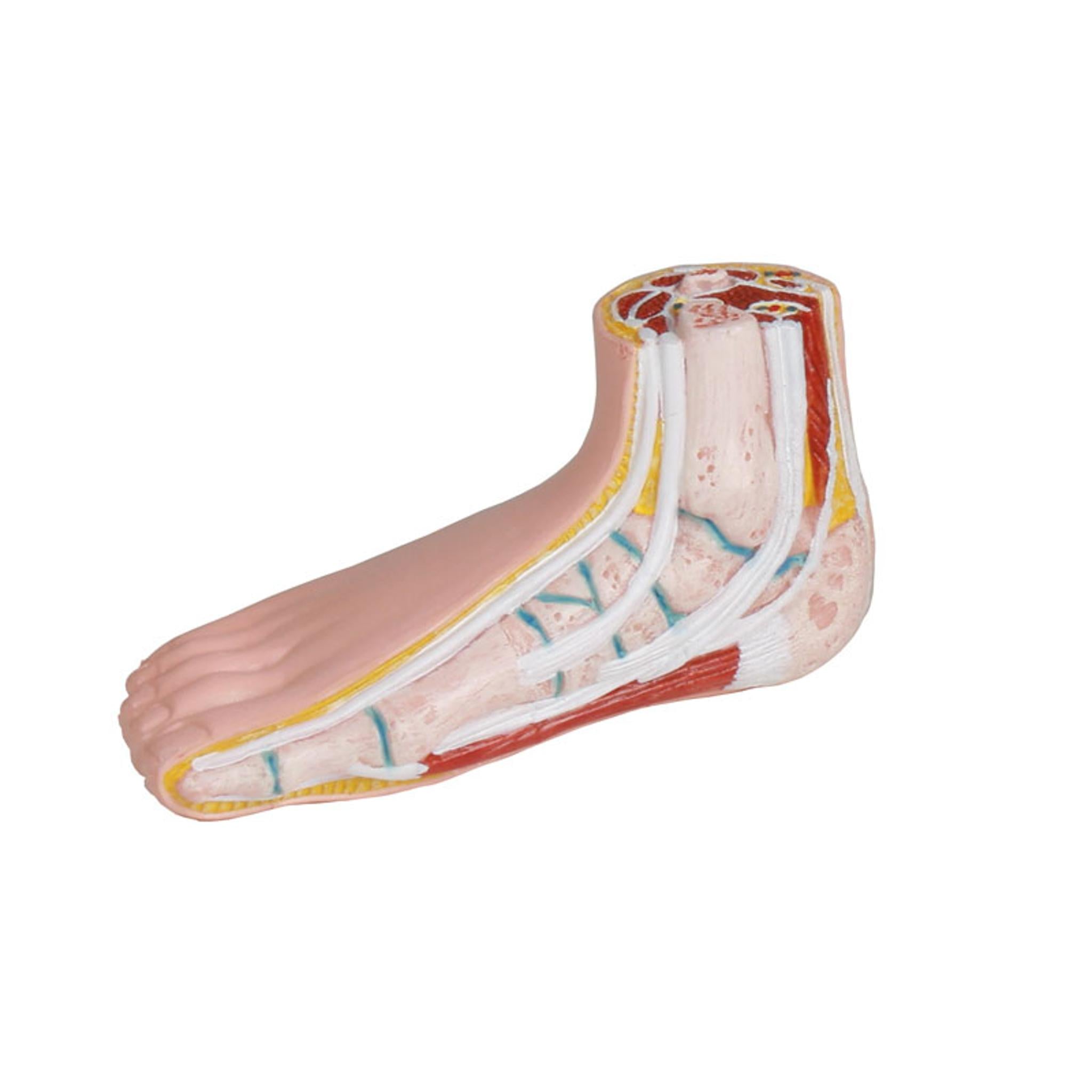Série de 3 mini pieds (physiologique, plat et creux)