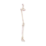 Squelette de la jambe avec moitié du bassin + Muscles dessinés
