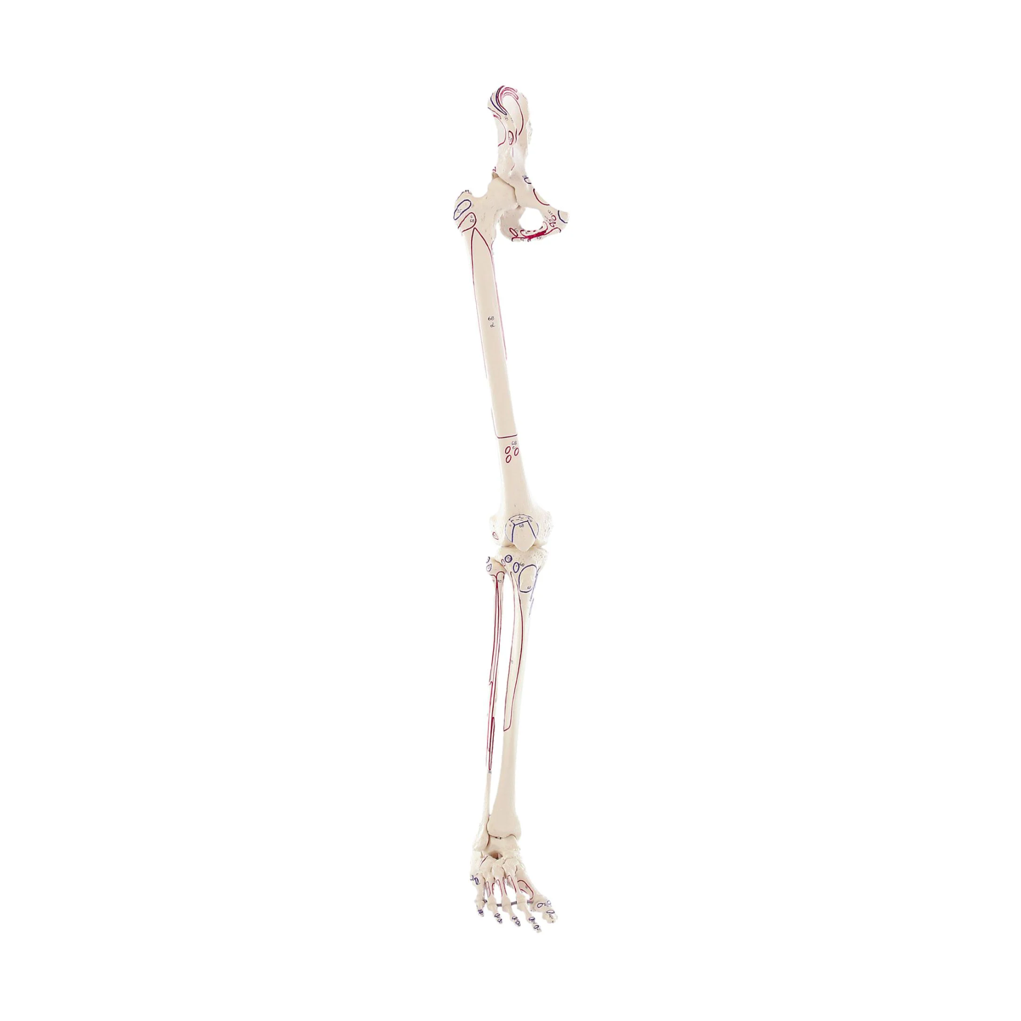 Squelette de la jambe avec moitié du bassin + Muscles dessinés