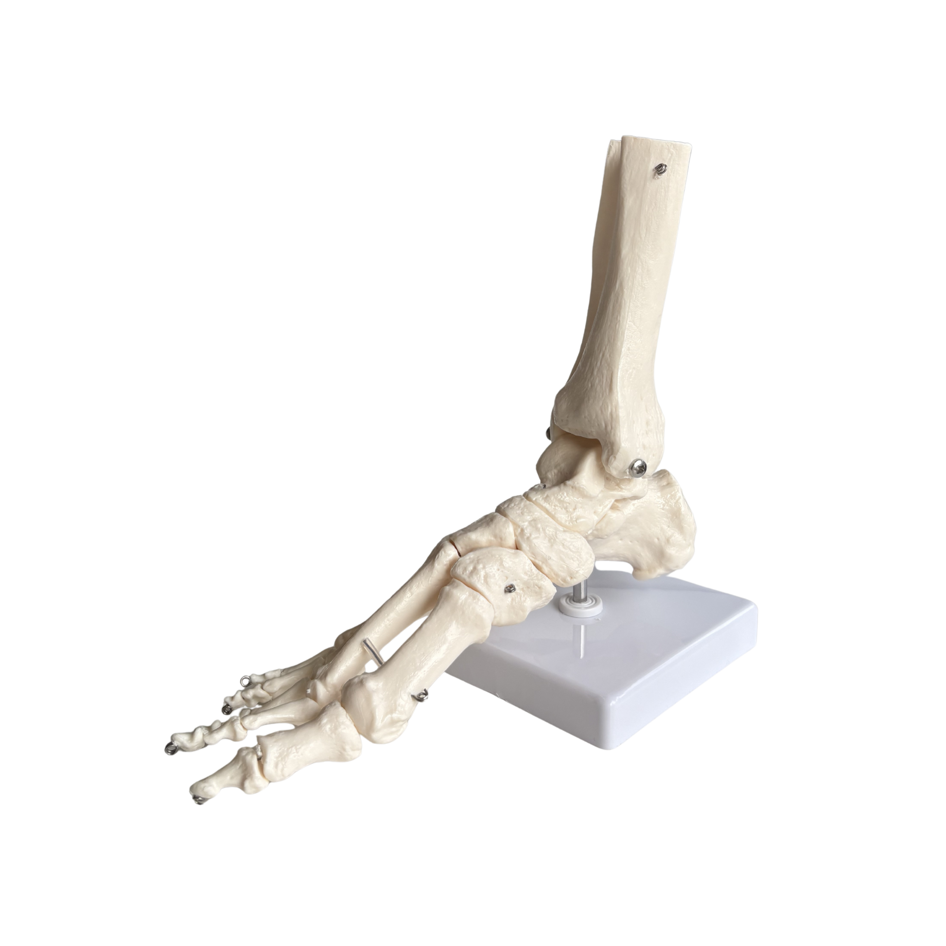 Squelette du pied articulé - My Podologie - My Médical