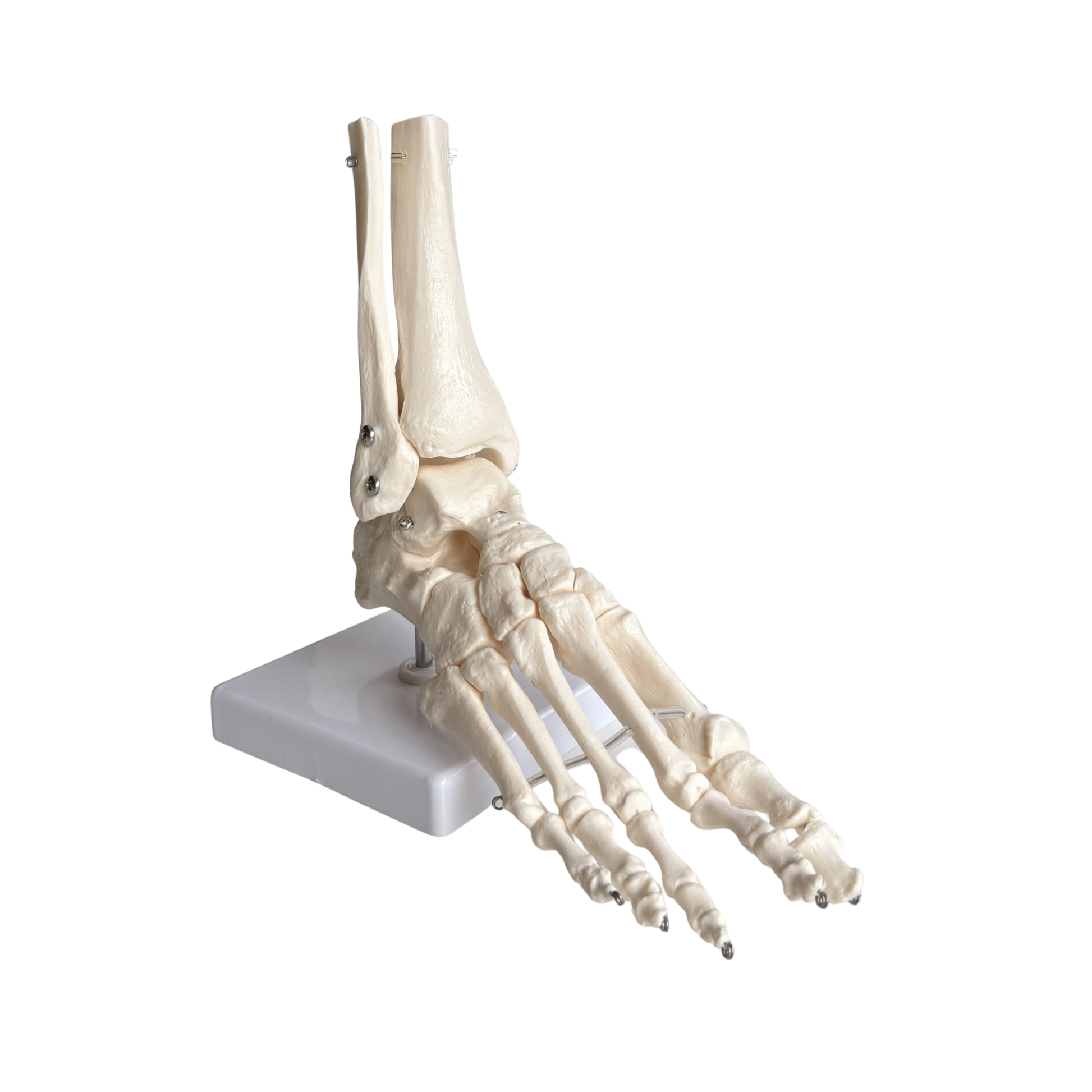 Squelette du pied articulé - My Podologie - My Médical