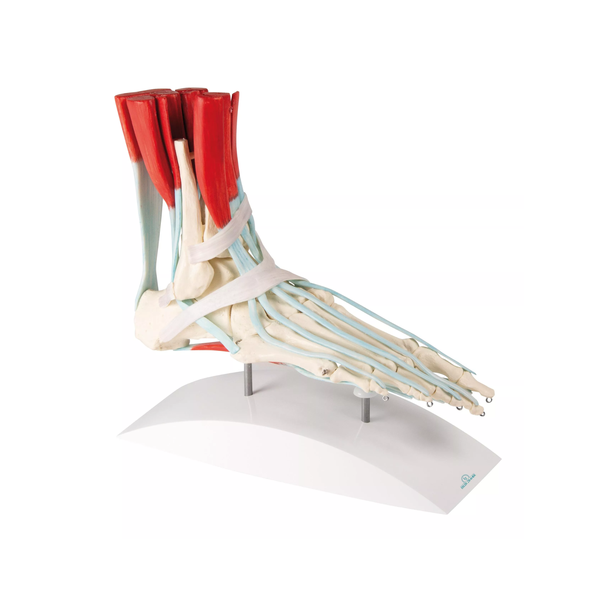 Squelette du pied avec ligaments et muscles - My Médical